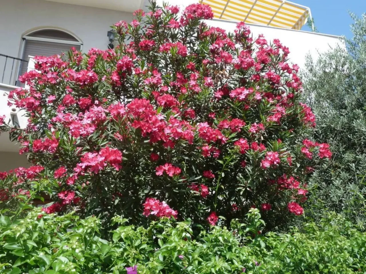 Sei consapevole di questi rischi legati all'oleandro nel tuo giardino? Sei consapevole di questi rischi legati all'oleandro nel tuo giardino?