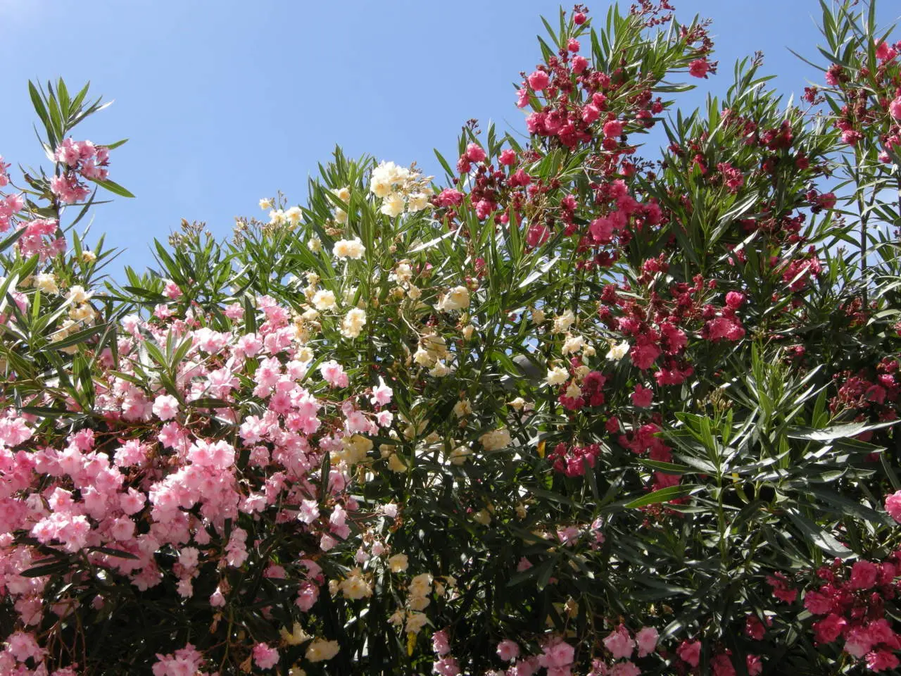Sei consapevole di questi rischi legati all'oleandro nel tuo giardino? Immagine selezionata