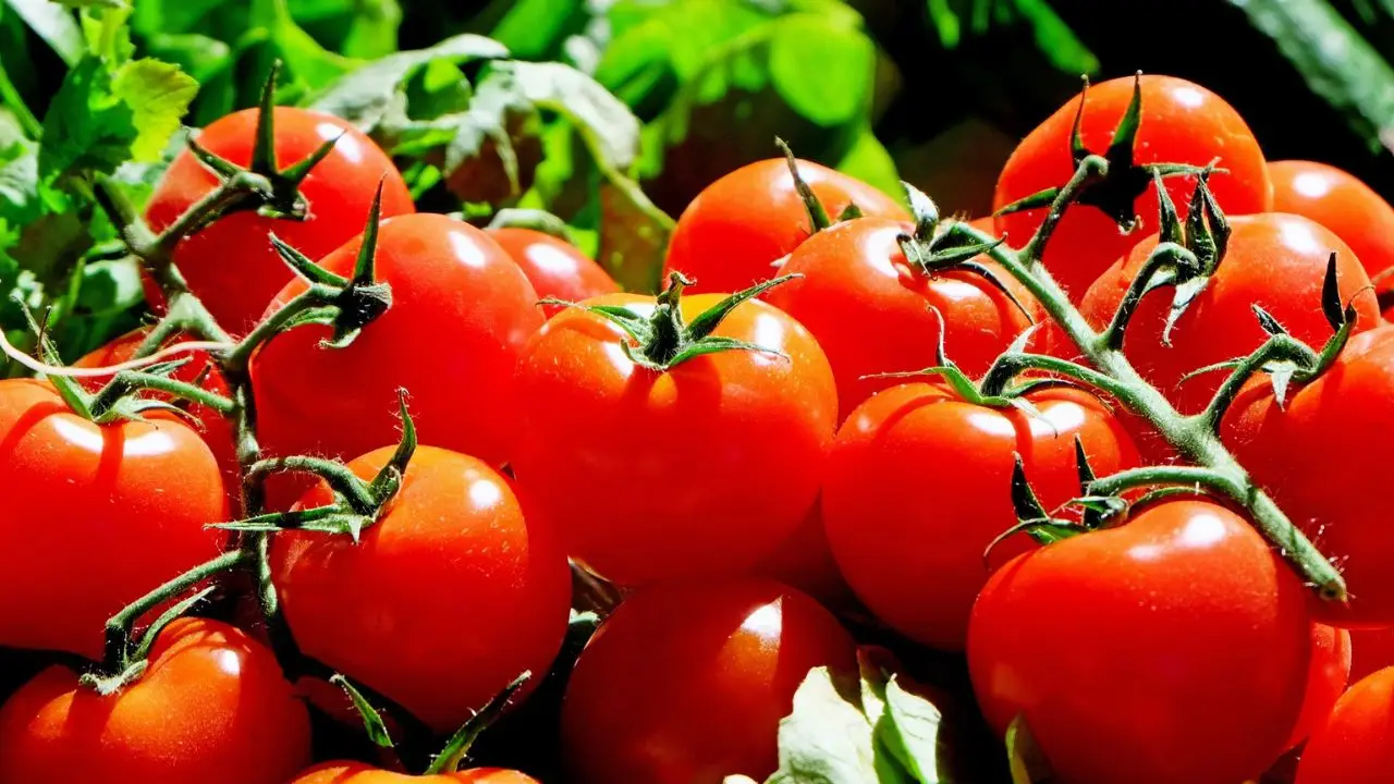Cosa mettere alla base dei pomodori per un raccolto abbondante fino a novembre Immagine selezionata
