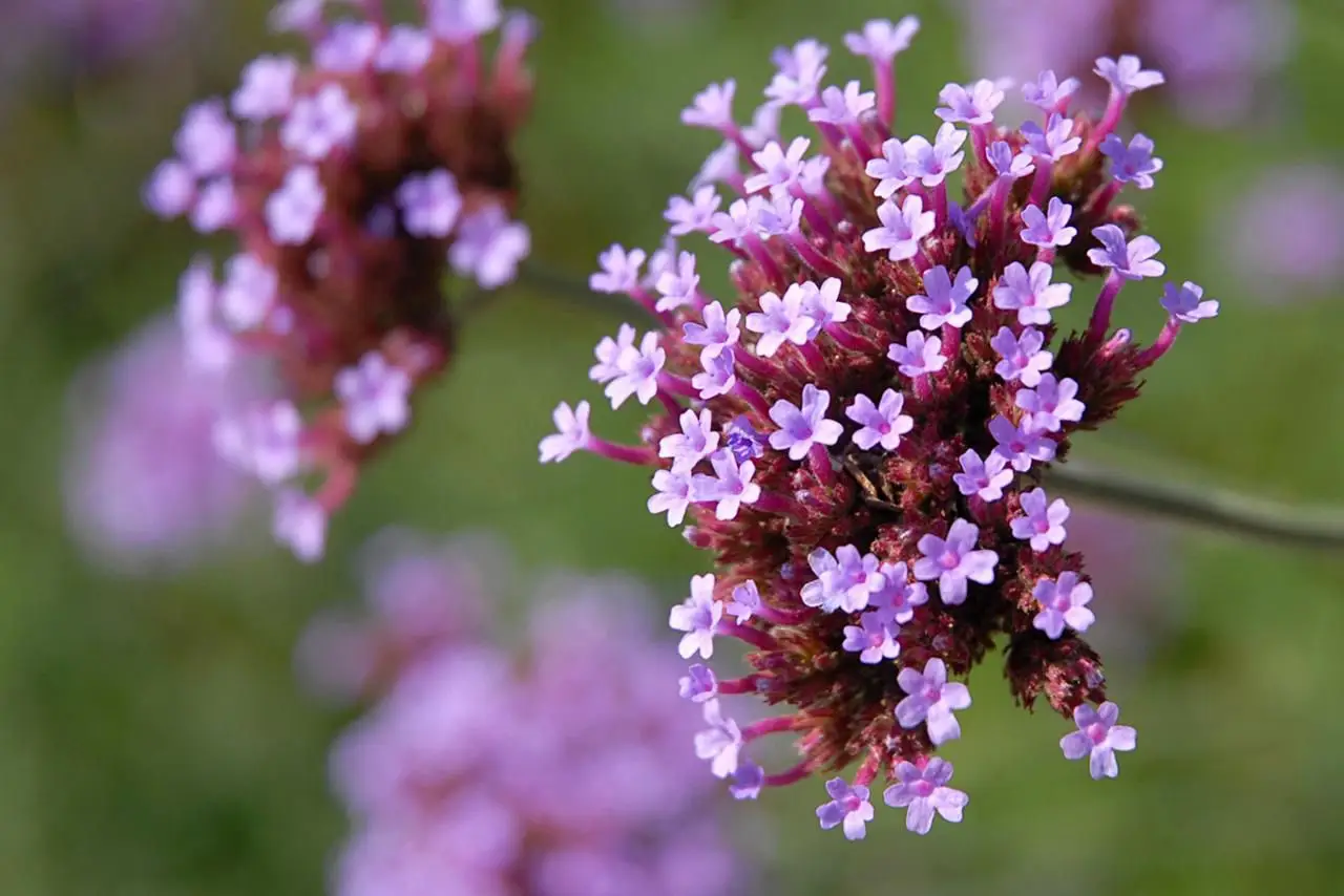 19 piante perenni bellissime che fioriscono tutta l’estate: arriva la lista completa Immagine selezionata