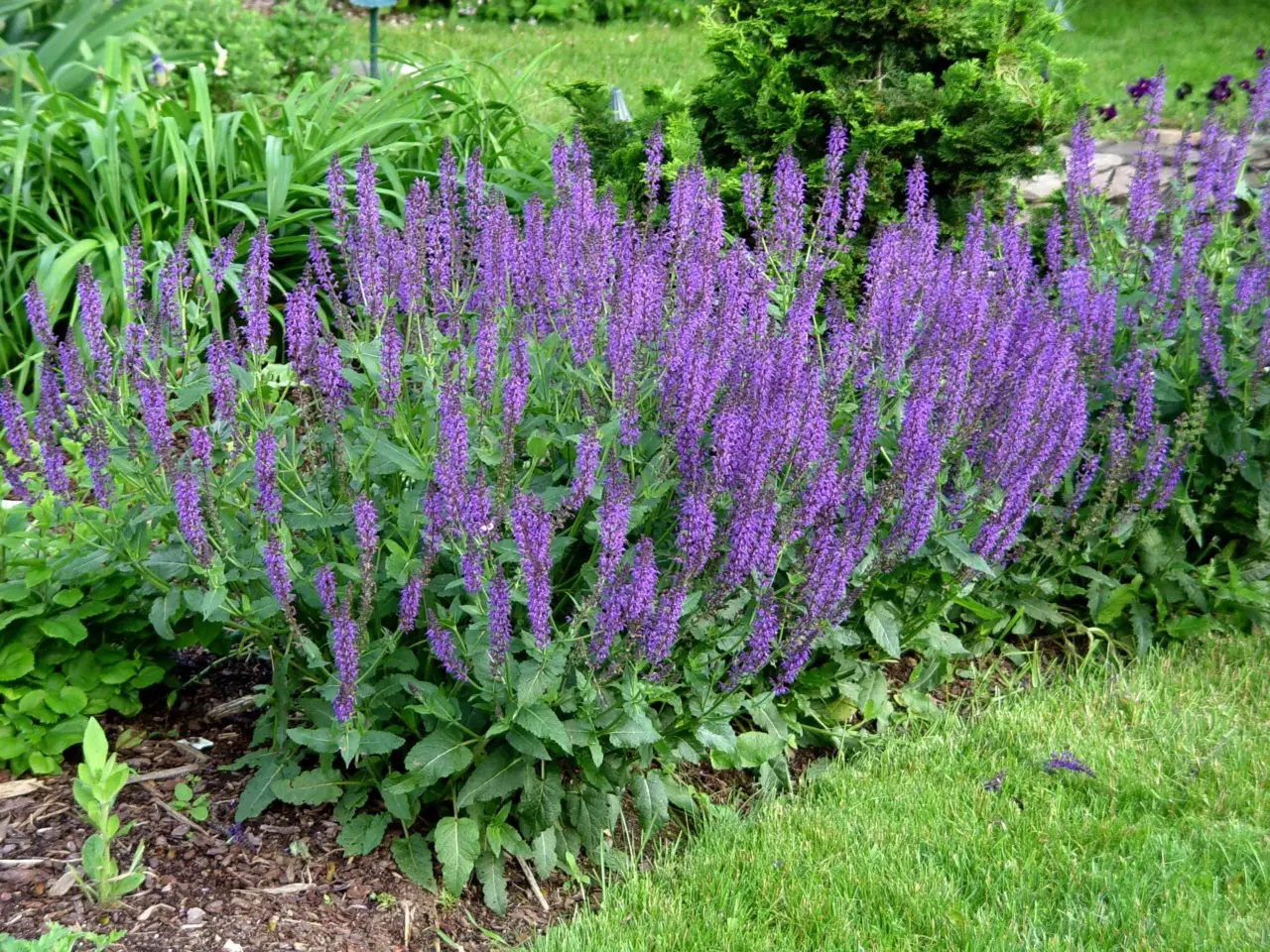 19 piante perenni bellissime che fioriscono tutta l’estate: arriva la lista completa Immagine selezionata