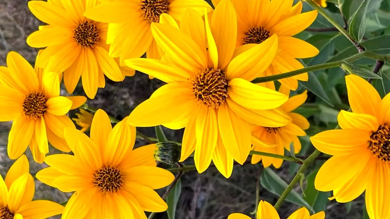 19 piante perenni bellissime che fioriscono tutta l’estate: arriva la lista completa Immagine selezionata