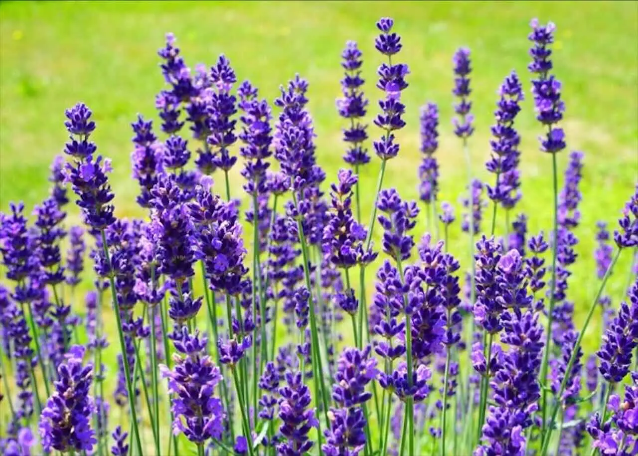 19 piante perenni bellissime che fioriscono tutta l’estate: arriva la lista completa Immagine selezionata