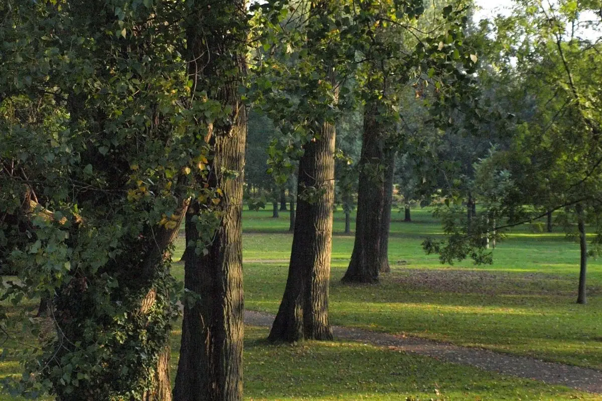 Alberi belli ma dannosi: ecco come eliminare le piante che rovinano il tuo giardino (senza rimpianti) Alberi belli ma dannosi: ecco come eliminare le piante che rovinano il tuo giardino (senza rimpianti)