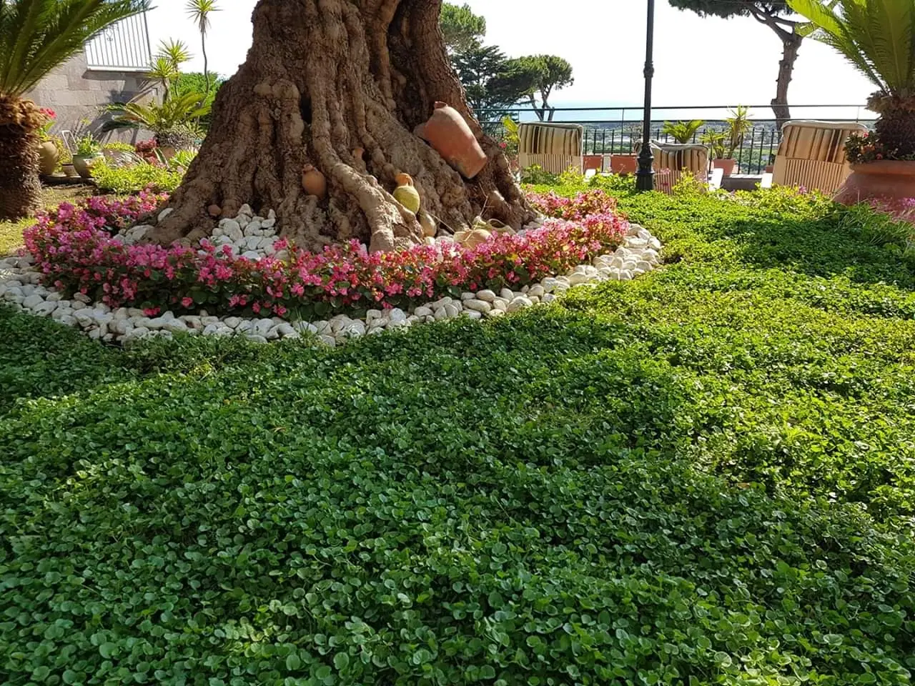 Alberi belli ma dannosi: ecco come eliminare le piante che rovinano il tuo giardino (senza rimpianti) Immagine selezionata