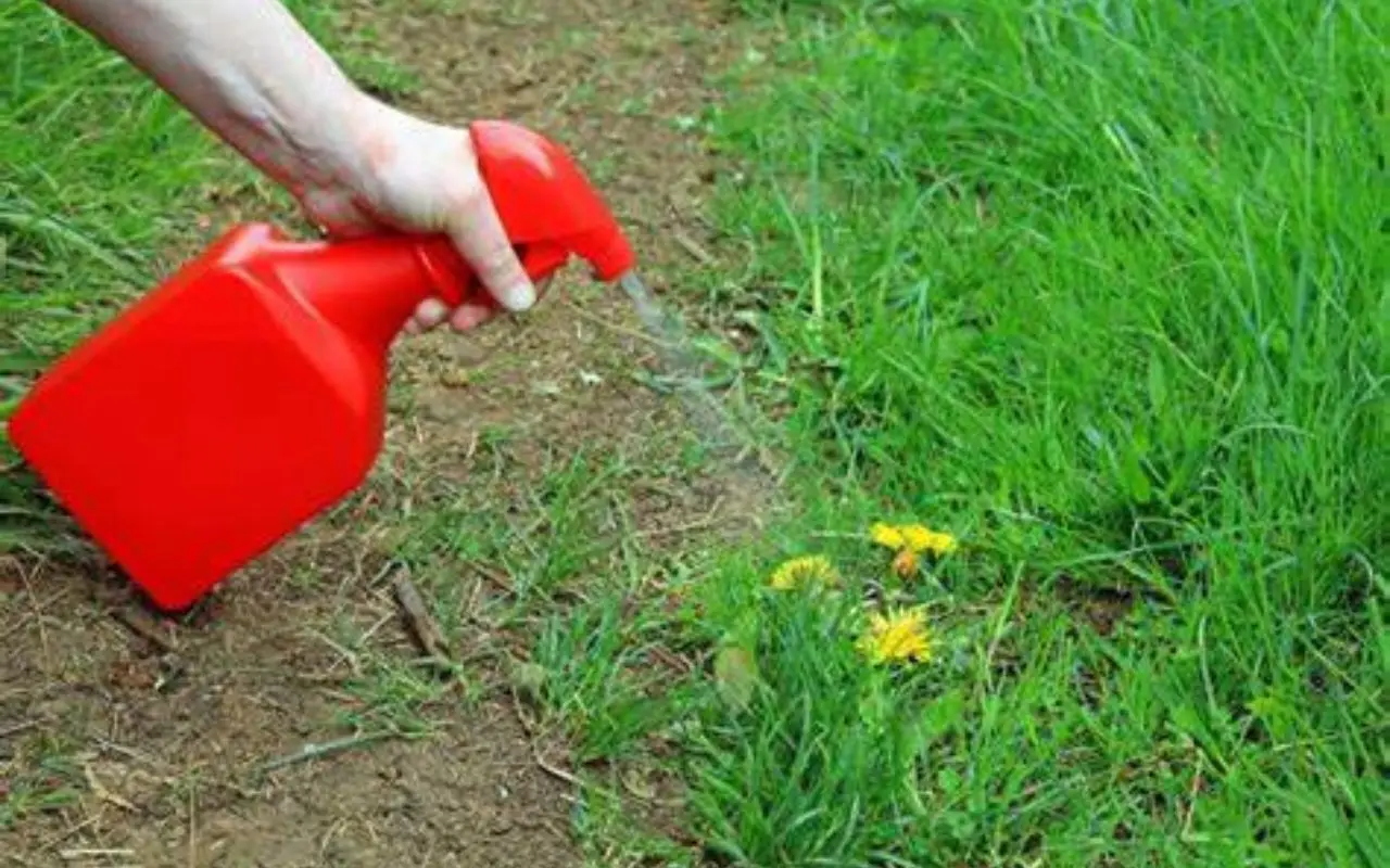 Alberi belli ma dannosi: ecco come eliminare le piante che rovinano il tuo giardino (senza rimpianti) Immagine selezionata