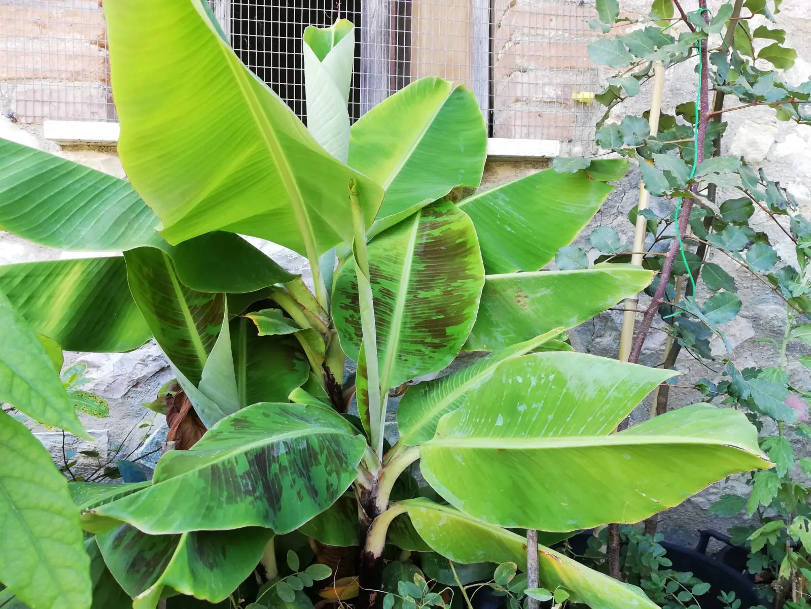 Alberi belli ma dannosi: ecco come eliminare le piante che rovinano il tuo giardino (senza rimpianti) Immagine selezionata