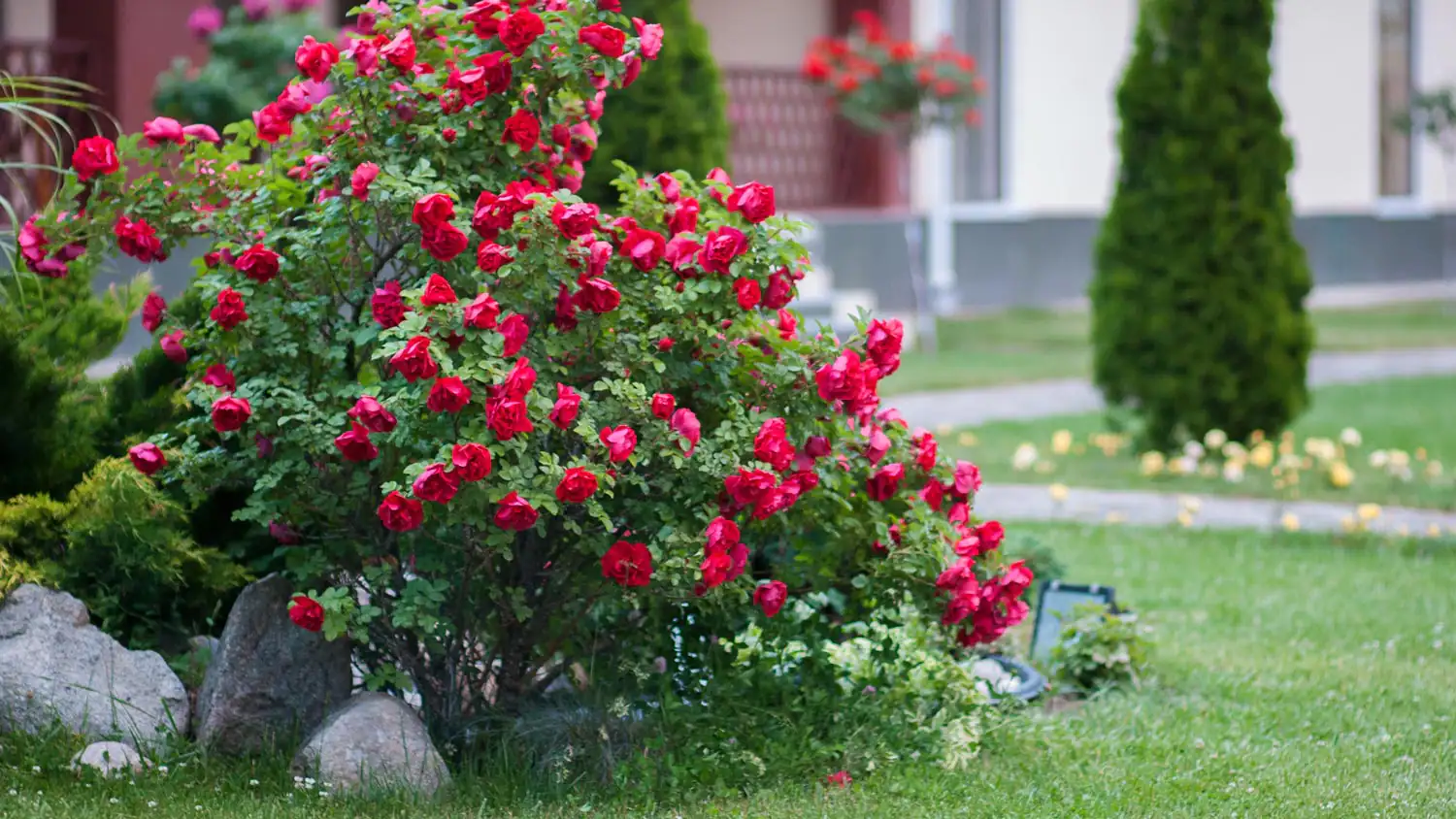 Il piccolo arbusto che profuma il tuo giardino e resiste anche al gelo: eccolo ora! Immagine selezionata