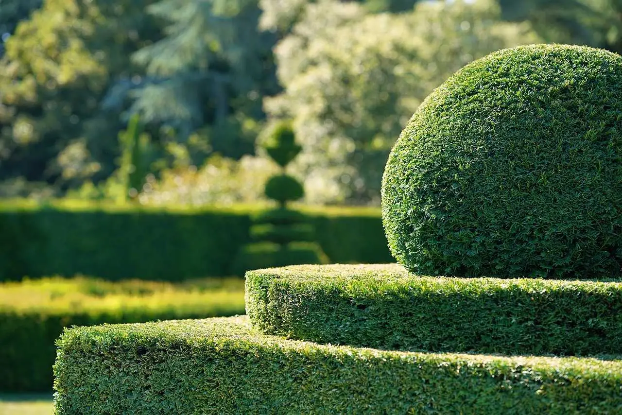 Il piccolo arbusto che profuma il tuo giardino e resiste anche al gelo: eccolo ora! Immagine selezionata