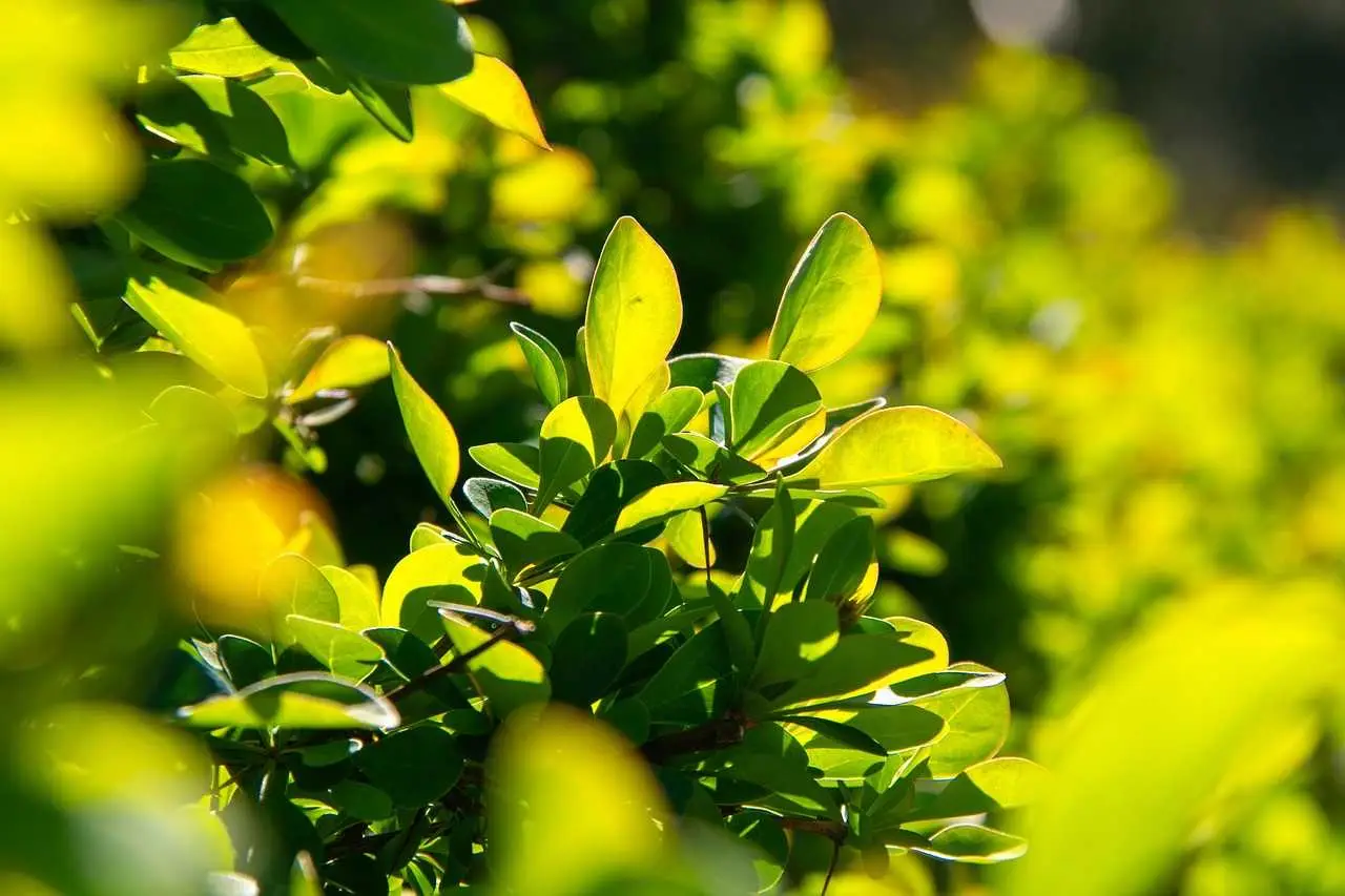 Il piccolo arbusto che profuma il tuo giardino e resiste anche al gelo: eccolo ora! Immagine selezionata