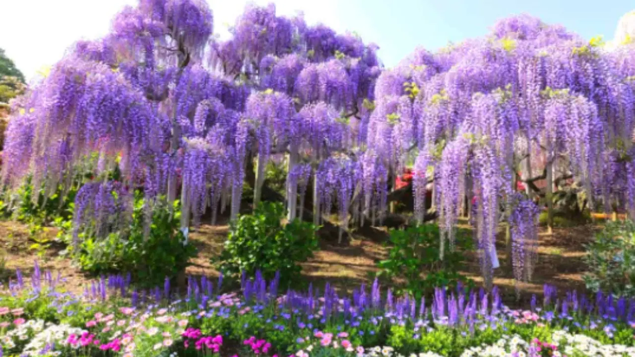 5 rampicanti facili che rivoluzionano balconi e terrazzi: ecco colore e natura in ogni spazio