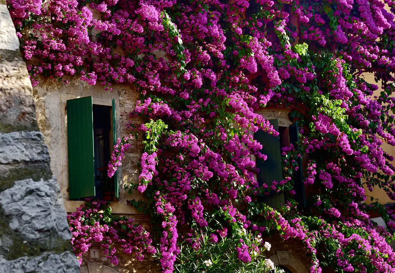 5 rampicanti facili che rivoluzionano balconi e terrazzi: ecco colore e natura in ogni spazio Immagine selezionata