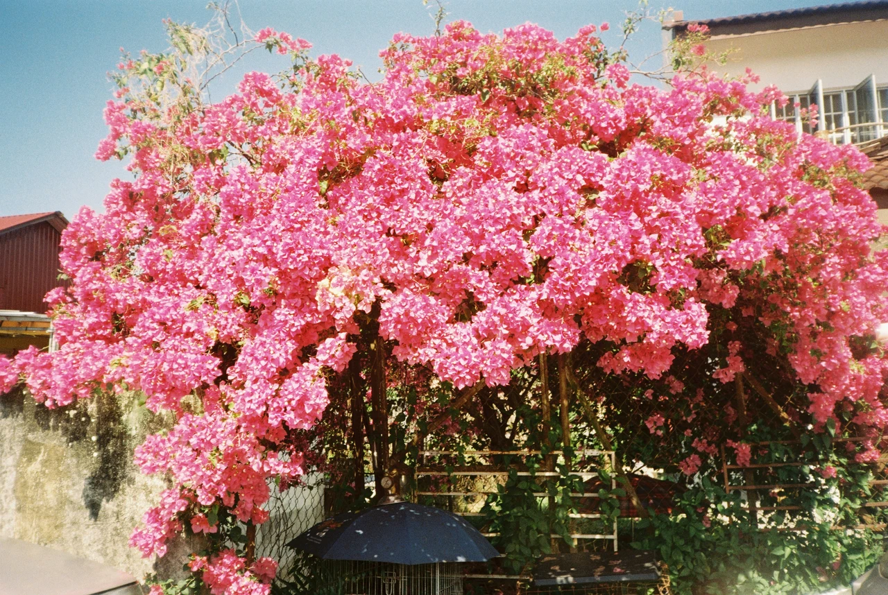 5 rampicanti facili che rivoluzionano balconi e terrazzi: ecco colore e natura in ogni spazio Immagine selezionata