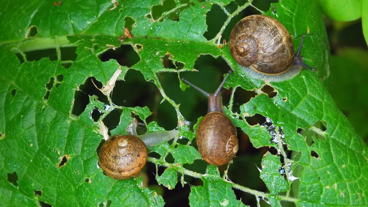 Emergenza in giardino: ecco la nuova lumaca killer minaccia le tue piante! Immagine selezionata