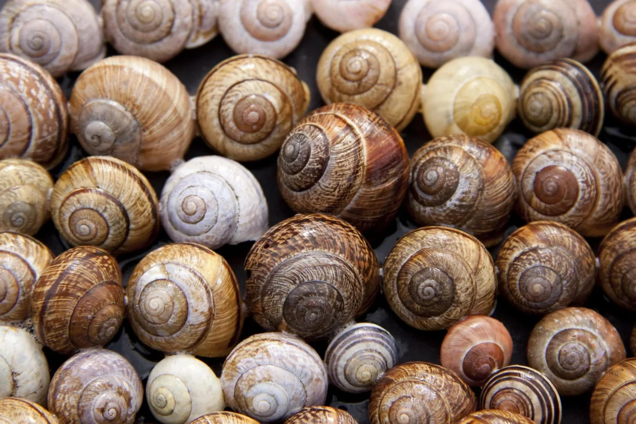 Emergenza in giardino: ecco la nuova lumaca killer minaccia le tue piante! Immagine selezionata