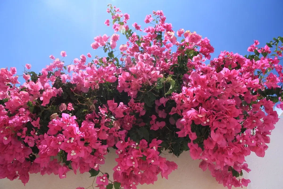 L’errore comune che rovina la bouganville: evita sempre di fare questo L’errore comune che rovina la bouganville: evita sempre di fare questo