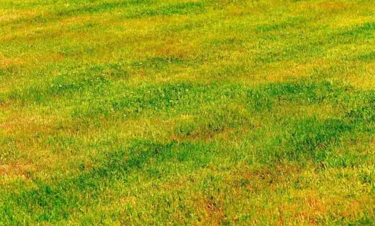 Come rigenerare un prato secco e rovinato: ecco la guida Immagine selezionata