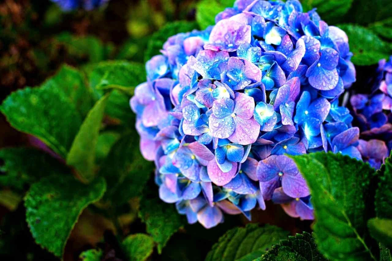 Rose da giardino contro ortensia: ecco perché l'ortensia è la vera regina della fioritura Immagine selezionata