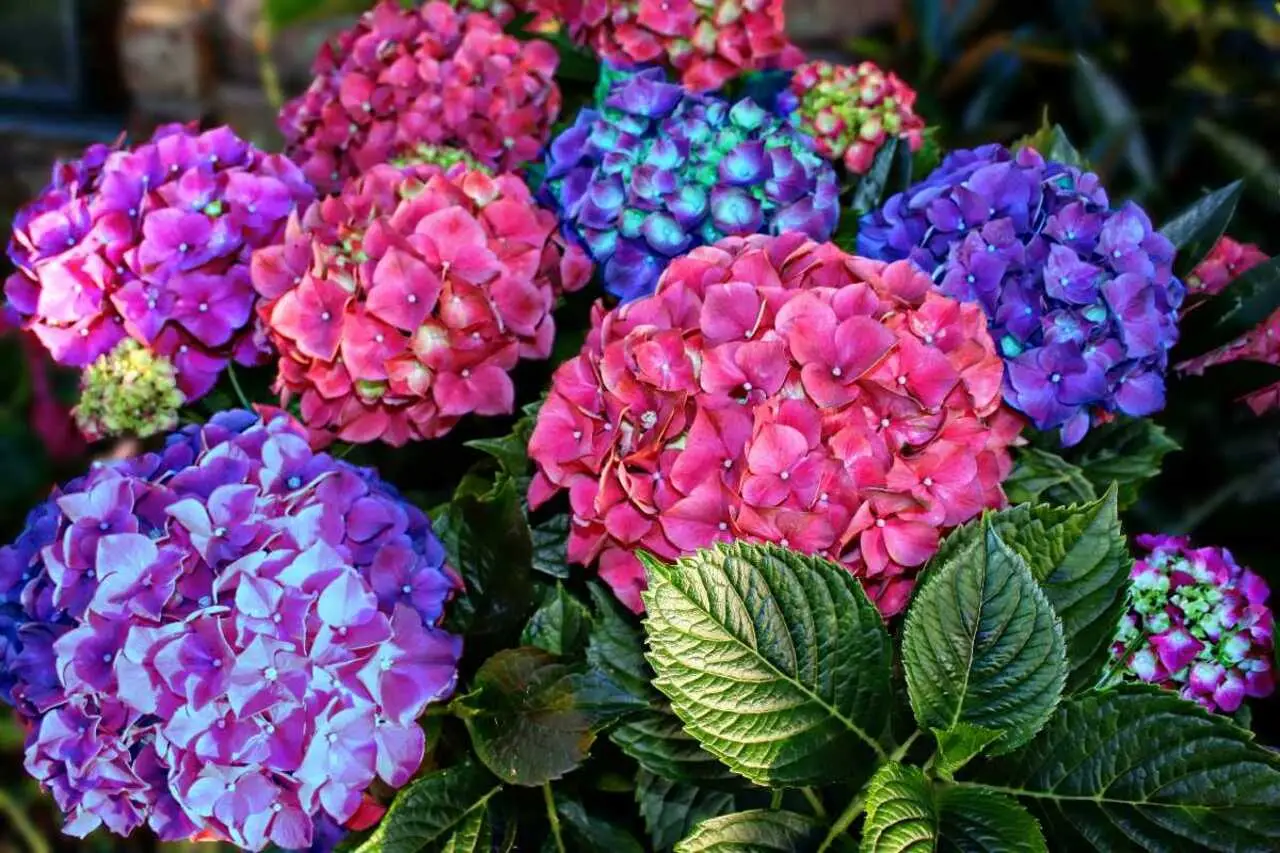Rose da giardino contro ortensia: ecco perché l'ortensia è la vera regina della fioritura Immagine selezionata